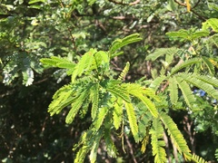 Mimosa tenuiflora
