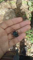 Phanaeus furiosus