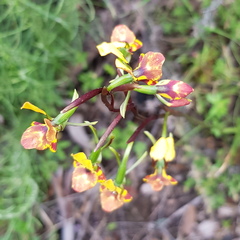 Diuris semilunulata