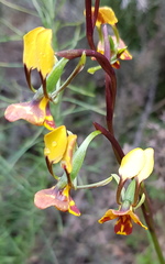 Diuris semilunulata