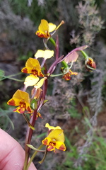 Diuris semilunulata