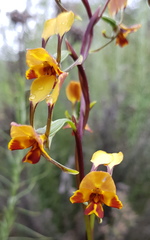 Diuris semilunulata