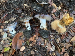 Glaucopodes