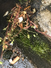 Saxifraga tridactylites