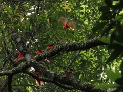 Pericrocotus miniatus