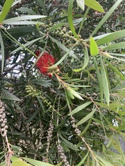 Melaleuca
