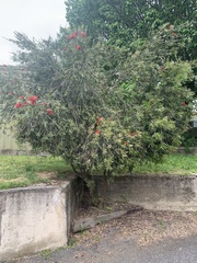 Melaleuca