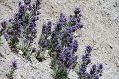 Phacelia deserta