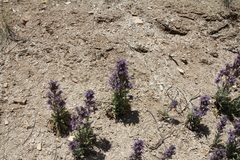 Phacelia deserta