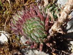 Villadia aristata