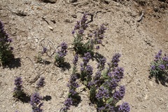 Phacelia deserta