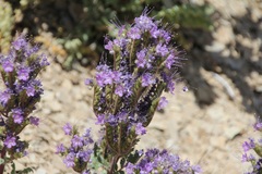 Phacelia deserta