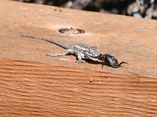 Texas Spiny Lizard, Williamson County, TX, USA, photo 7 of 10