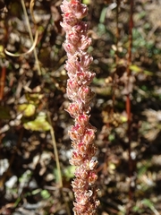 Villadia aristata