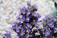 Phacelia deserta