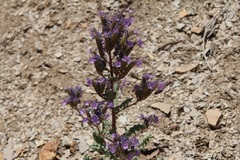 Phacelia deserta