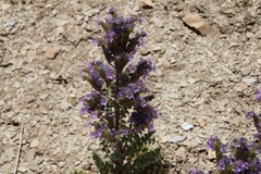 Phacelia deserta