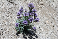 Phacelia deserta