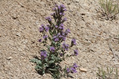 Phacelia deserta