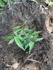 Eugenia candolleana