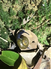 Macrochlamys superlita