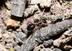 Melophorus hirsutus