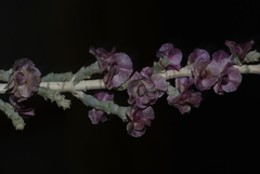 Salsoloideae