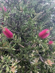 Melaleuca