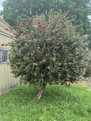Melaleuca