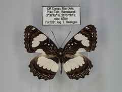 Neptis morosa