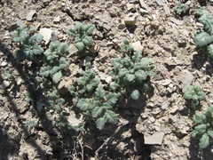 Phacelia deserta