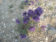 Phacelia deserta