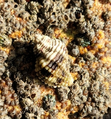 Paciocinebrina circumtexta