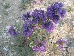 Phacelia deserta
