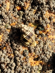 Paciocinebrina circumtexta