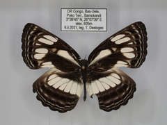 Neptis lermanni