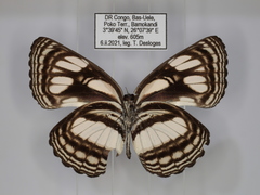Neptis lermanni