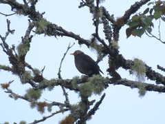 Turdus poliocephalus