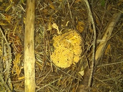 Ramaria sandaracina chondrobasis