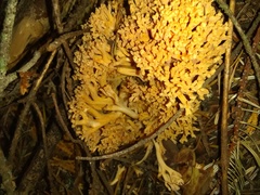 Ramaria sandaracina chondrobasis