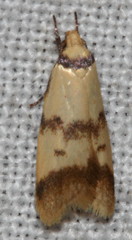 Heteroteucha anthodora