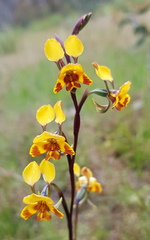 Diuris semilunulata