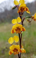 Diuris semilunulata