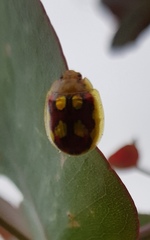 Paropsisterna gloriosa