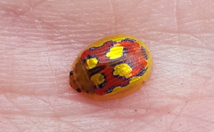 Paropsisterna gloriosa