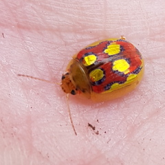 Paropsisterna gloriosa