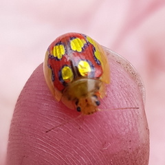 Paropsisterna gloriosa