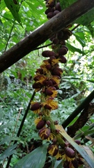 Caryota monostachya, photograph (c) Eugene Popov, some rights reserved (CC BY)