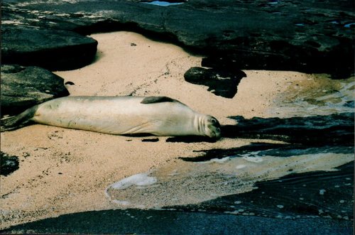 Hawaiian Monk Seal