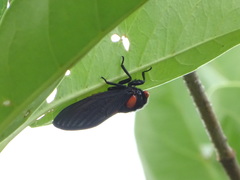 Huechys sanguinea